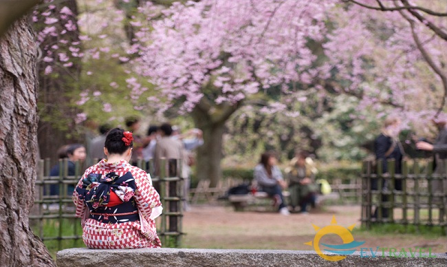 Rực rỡ mùa hoa anh đào Nhật Bản bay Nippon Airlines 6 ngày 5 đêm