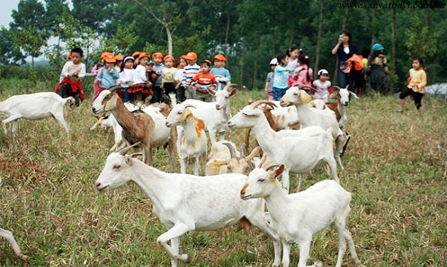 Tour học sinh - Nông trại dê trắng